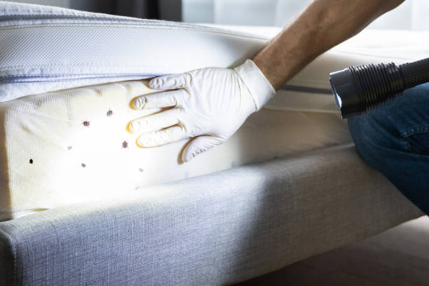 Best Emergency Pest Control  in Lovettsville, VA