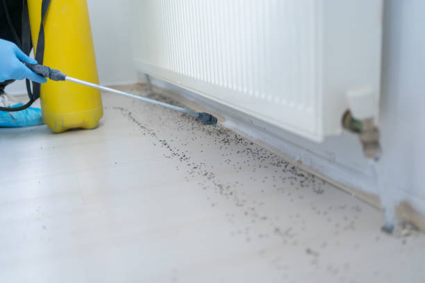 Reliable Lovettsville, VA Pest Control Solutions